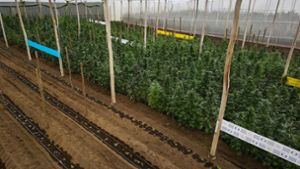 Cannabispflanzen in einem Gewächshaus in Ecuador, in dem Cannabis für medizinische Zwecke angebaut wird. Foto: David Diaz ARcos/dpa