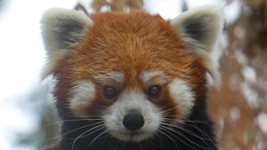 Der Rote Panda wird auch Katzenbär genannt (Symbolbild). Foto: Cristobal Escobar/Agencia Uno/dpa