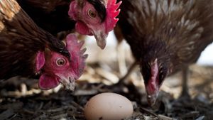 Dürfen Hühner  ihre Eier bald behalten? Gelingt es den Forschern, kommt Eiweiß künftig aus dem Labor Foto: dpa