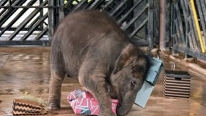 Das Elefantenkind Neha wird ein Jahr alt. Foto: AFP