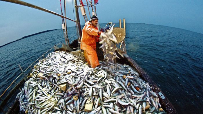 Abwrackprämie für die letzten Ostsee-Fischer?