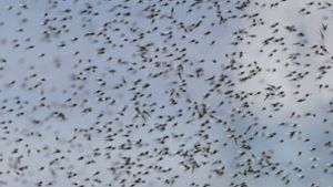 Am Gardasee haben die Behörden Mücken-Alarm gegeben: Zwei Fälle von Dengue-Fieber sind bereits gemeldet worden (Symbolbild). Foto: Imago/Itar-Tass/Mikhail Kutuzov