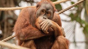 Der Affe „Batak“ kommt aus dem Hamburger Tierpark Hagenbeck. Foto: dpa/Lutz Schnier