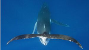 Unter den Indigenen in  ganz Polynesien gelten Wale als heilig. Foto: imago images/OceanPhoto/Reinhard Dirscherl via www.imago-images.de
