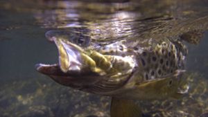 Die Forelle gilt in Deutschland nun als gefährdeter Fisch. Foto: IMAGO/blickwinkel/IMAGO/G. Wolpert