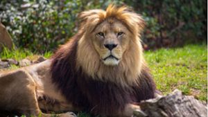 „Die Tierpfleger kümmern sich selbstverständlich weiterhin um unsere Tiere“, sagt Zoodirektor Klaus Wünnemann. (Symbolbild) Foto: imago/U. J. Alexander