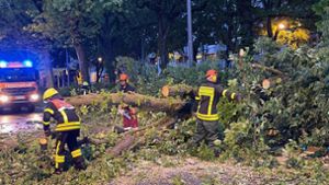 Bei dem Unwetter stürzte in Frankfurt ein Baum um, die Feuerwehr rückte aus. Foto: dpa/Mike Seeboth