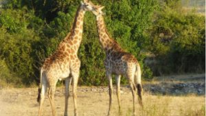Von wegen Kuscheln: Junge Giraffen-Männchen üben  im Spiel, wie man miteinander kämpft. Später gehen sie härter aufeinander los. Foto: Sten Marte/son