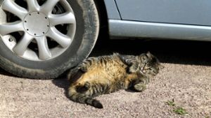 Eine Katze fuhr im Motor als blinder Passagier mit (Symbolfoto). Foto: IMAGO/imagebroker/IMAGO/imageBROKER/G. Lacz
