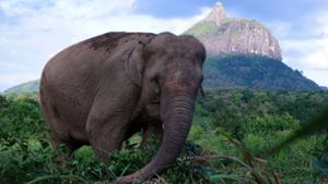 Es gibt nur noch wenige Sumatra-Elefant auf der Welt. (Symbolbild) Foto: imago images/INA Photo Agency