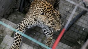 Leoparden in freier Wildbahn sind gefährliche Tiere. (Symbolbild) Foto: dpa