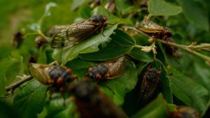 Alle paar Jahre kommt es in den USA zu einem biologischen Schauspiel: Milliarden Zikaden kriechen aus der Erde. Foto: Carolyn Kaster/AP/dpa