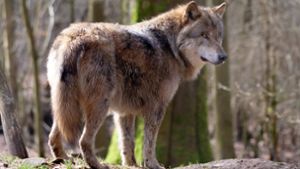 Kreis Breisgau-Hochschwarzwald: Einzige Wölfin im Südwesten wohl tot - trächtiges Tier überfahren