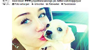 Teeniestar Miley Cyrus (20) ist total verliebt in ihr neues Hündchen. Knapp einen Monat nach dem Verlust ihrer Hundedame Lila postete sie auf Twitter mehrere Fotos von ihrem Welpen namens Bean. Foto: SIR/Screenshot