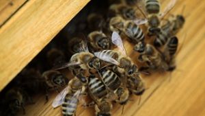 Von Allergikern werden Bienen gefürchtet – ein Stich kann lebensbedrohlich sein. Foto: dpa
