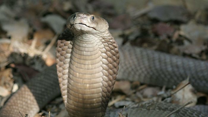Giftige Kobra entwischt – vier Häuser evakuiert