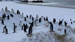 Die Auswirkungen der Vogelgrippe bei Pinguinen können sehr unterschiedlich sein. Foto: Benedikt von Imhoff/dpa