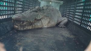 Die gefangenen Krokodile sollen in einer Krokodilfarm oder einem Zoo untergebracht werden. Foto: Uncredited/DEPARTMENT OF ENVIRONMENT SCIENCE AND INNOVATION/AAP/dpa