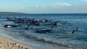 Massenstrandung von Walen in Tobys Inlet in Westaustralien. Foto: Supplied/PARKS AND WILDLIFE WESTERN AUSTRALIA/AAP/dpa