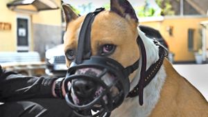 Das wirkt schnell mal martialisch: Ein kräftiger Hund mit Maulkorb Foto: Radio Bremen