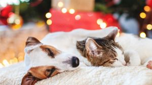 Hunde und Katzen gesellen sich in der Weihnachtszeit gerne zu ihren Besitzern - rund um Heiligabend ist jedoch Vorsicht geboten! Foto: Gladskikh Tatiana/Shutterstock.com