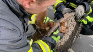 Das Eichhörnchen steckte in Schwierigkeiten. Foto: dpa/Feuerwehr Dortmund