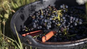 Schöne Trauben für Rotwein: bei der Weinlese in Württemberg Foto: Lichtgut/Julian Rettig