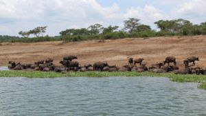 Eine Herde Kaffernbüffel kommt zum Trinken an das Wasser des Kazinga-Kanals, der die beiden Seen Lake Edward und Lake George verbindet. Foto: Susanne Hamann