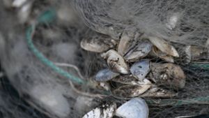 Quagga-Muscheln hängen in einem Fischernetz am Bodensee fest. Foto: dpa/Felix Kästle