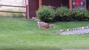 Ein Rehkitz und ein Kaninchen haben sich in einem Garten in den Rockies kennengelernt. Foto: Screenshot Youtube/YMCA of the Rockies