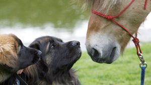 Hunde und Pferde sind   Botschafter der Stadt. Foto: dpa/Franz-Peter Tschauner