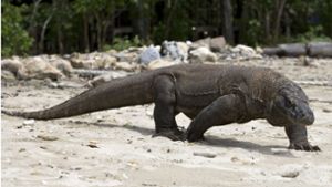 „Dracheninsel“ Komodo wird für ein Jahr dicht gemacht