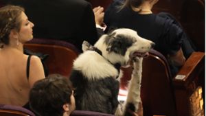 Filmhund Messi spielt in „Anatomie eines Falls“ als Blindenhund Snoop eine wichtige Rolle. In Hollywood steht er im Oscar-Rampenlicht – in den sozialen Medien auch. Foto: dpa/Chris Pizzello