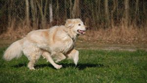 Bei dem Hund soll es sich um einen größeren hellfarbenen Hund handeln, ähnlich einem Golden Retriever. (Symbolfoto) Foto: IMAGO/Panthermedia/Hene65 via imago-images.de