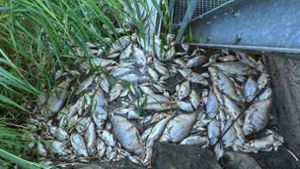 Anfang August wurden tonnenweise tote Fische geborgen. Foto: dpa/Patrick Pleul