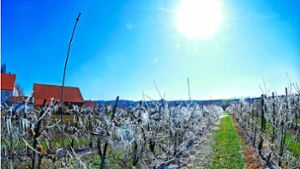 Frostschäden im Kreis Ludwigsburg: Hat der Frost   im Obst- und Weinbau Schaden verursacht?