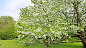 Taschentuchbaum in voller Blüte Foto: Jo Hinko